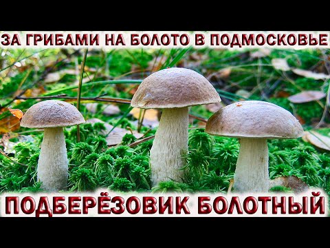 ❗ЗА ГРИБАМИ НА БОЛОТО В ПОДМОСКОВЬЕ.👉ГРИБЫ ПОДБЕРЁЗОВИК БОЛОТНЫЙ И РАЗНОЦВЕТНЫЙ.💥Опасная трясина.