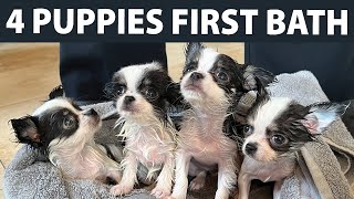 Chihuahua Puppies First Bath! | Sweetie Pie Pets by Kelly Swift