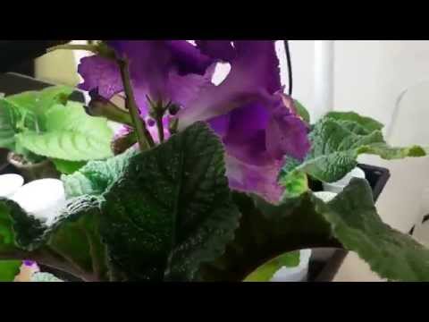 Video: Streptocarpus (80 De Fotografii): Caracteristici Ale Streptocarpului în Creștere Acasă. Alegerea Solului Pentru O Floare. Ce Se întâmplă Dacă Vârfurile Frunzelor Se Usucă?