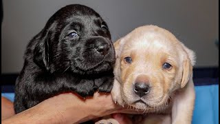 Meeting Daisy & Nike's Grand Puppies!!