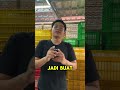 Update Stock Baby Pacman | WA 082137374647 | Sosmed Reptilezoy
