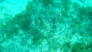 PROTISTS GREEN, BROWN, RED ALGAE