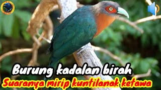 KADALAN BIRAH GACOR/BURUNG KADALAN  BIRAH GACOR/BURUNG KADALAN GACOR @dskicaumania6538