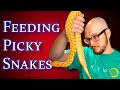 5 Tricks To Get Your Snake To Eat Every Time!