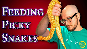 5 Tricks To Get Your Snake To Eat Every Time!