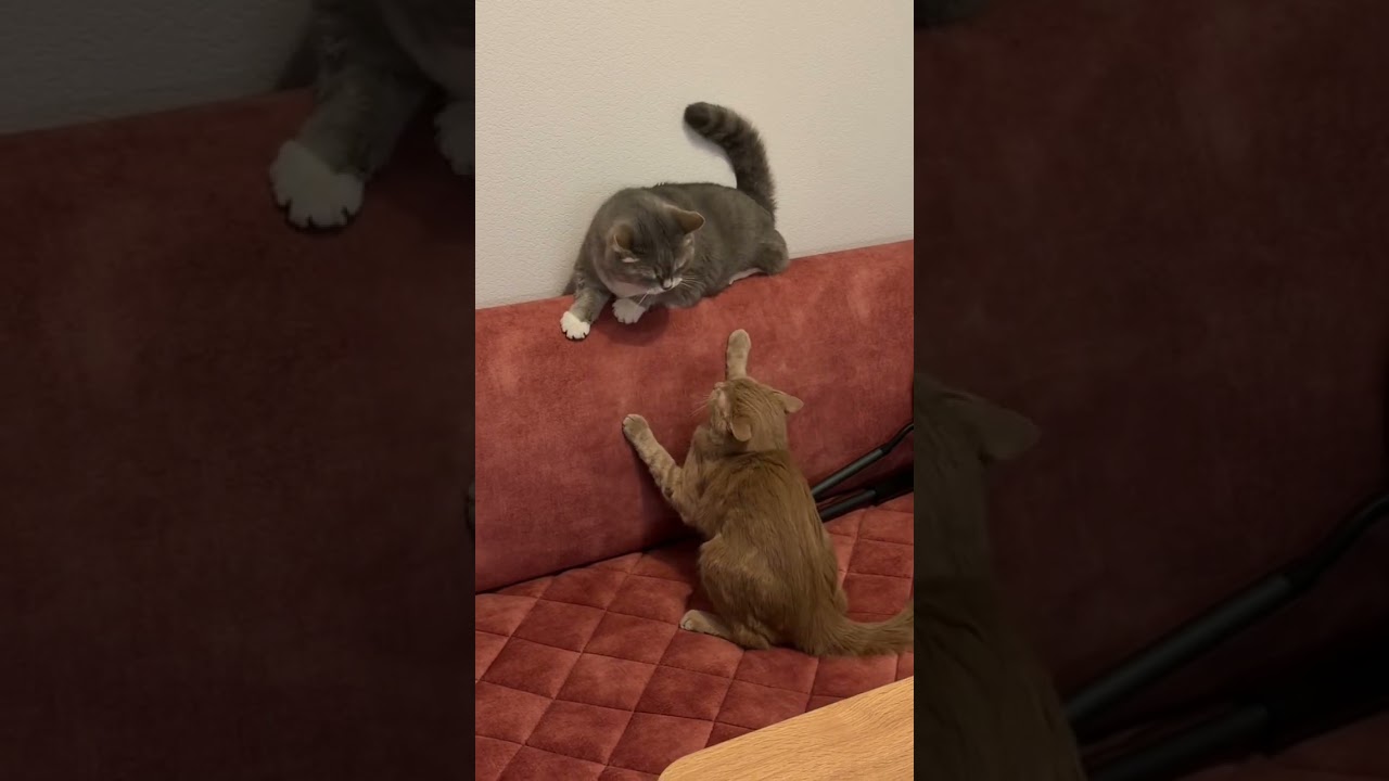 Мои бойцы 😹 