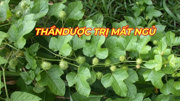 LẠC TIÊN-  Thảo dược quý trị MẤT NGỦ, SUY NHƯỢC THẦN KINH hiệu quả. Mọc dại khắp mọi nơi.