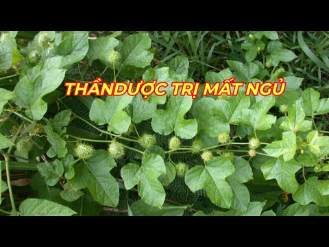 Video LẠC TIÊN- Thảo dược quý trị MẤT NGỦ, SUY NHƯỢC THẦN... - youtube
