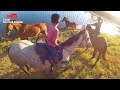 Levy do Gado Carlinhos e Amigos e Muita Resenha Passeando a Cavalo no Pasto do Parque Guarani