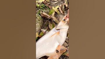 Zelfde outfit, maar steelt stiekem #acuongtv #thinhhanh #cacuongtv #shorts