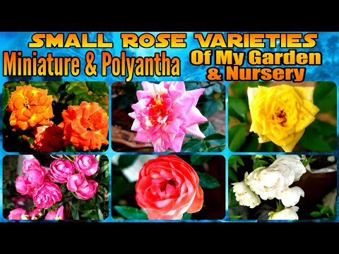 Video: Miniature Roses. Varieties