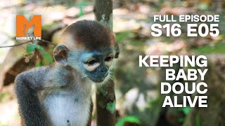 Keeping Quy Going | Season 16 Episode 5 | Full Episode | Monkey Life by Monkey Life 6,911 views 2 weeks ago 23 minutes