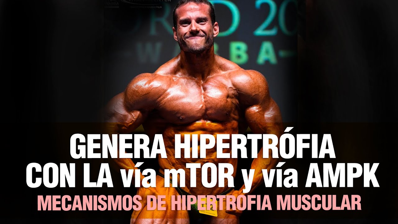 GENERAR HIPERTROFIA CON LA vía mTOR y vía AMPK | Mecanismos de hipertrofia muscular