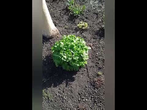 Video: Wann Doronicum pflanzen?