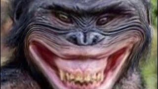 When the monke is sus 😳😳😳😳😳😳