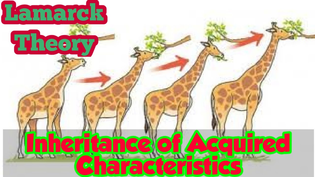 hypothesis of acquired characteristics was proposed by