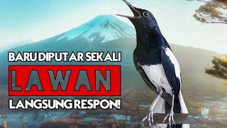 Suara kacer santai tapi gacor ini bikin kacer bahan cepat nyaut!!