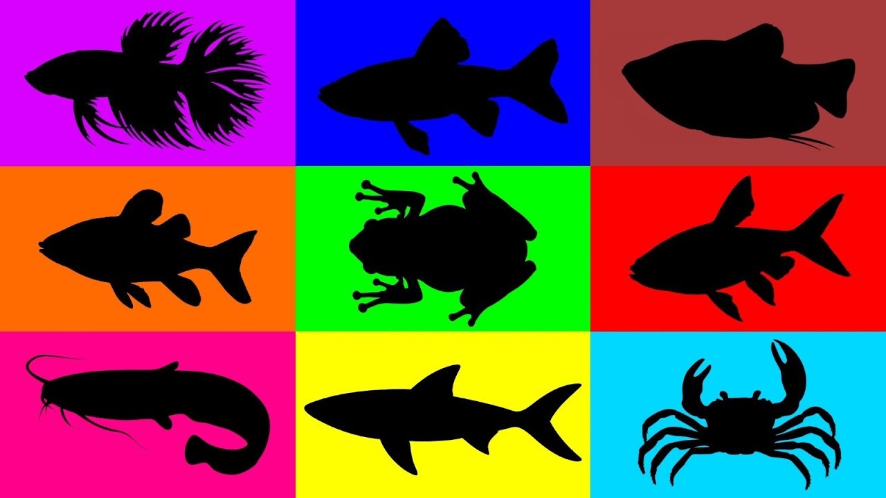 Fish: Crab, Betta Fish, Catfish, Tetra Fish, Barb Fish, Balashark, Dward Gourami 