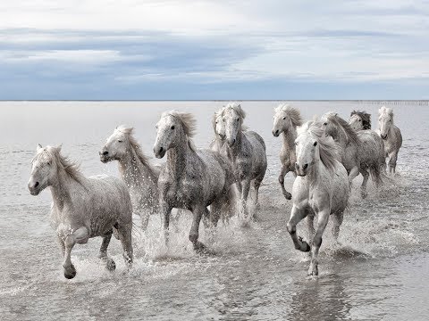 National Geographic Documentary - Horses - Amazing Story about this wonderful creature!