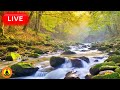 🔴 Relaxing Music 24/7, Stress Relief Music, Sleep Music, Meditation Music, Study, Flowing River