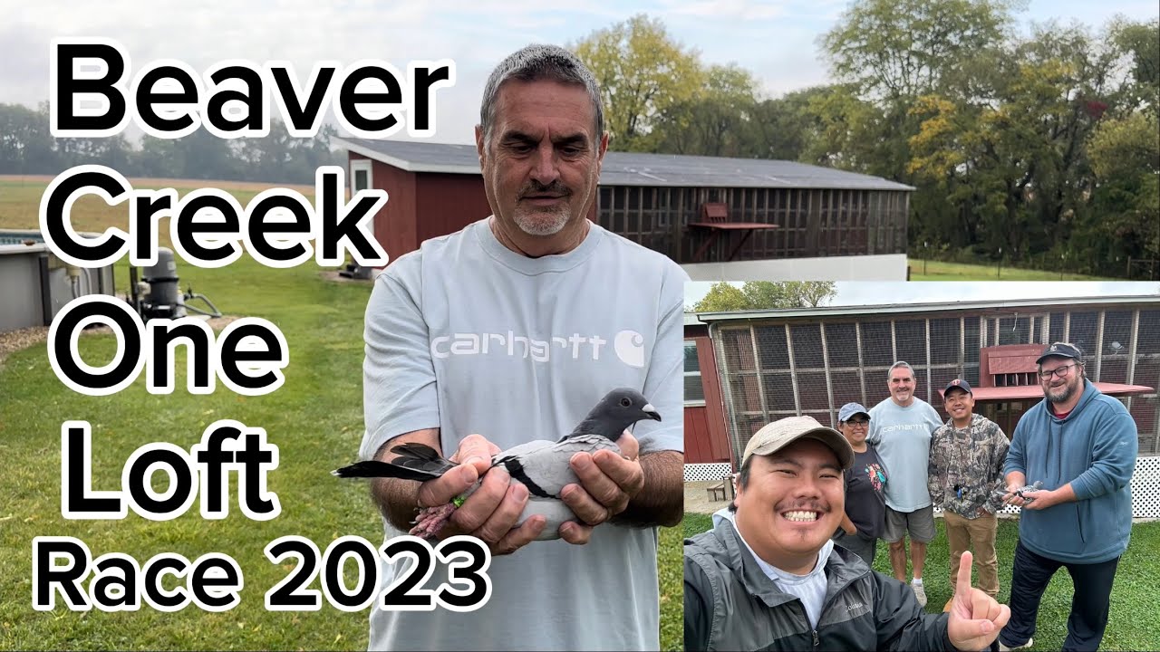 Racing Pigeon Arrivals At Beaver Creek One Loft Race 350 Miles #pigeonracing #racingpigeon #pigeon