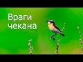 Враги чекана