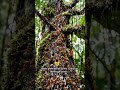 This Swarm Can Destroy Anything | Inside the Attack of Army Ants #Ants #wildlifedocumentary#shorts
