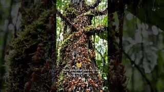 This Swarm Can Destroy Anything | Inside the Attack of Army Ants #Ants #wildlifedocumentary#shorts