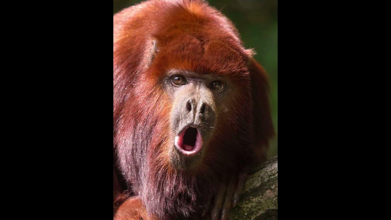 Howler Monkey Sound YouTube howler-monkey-sound-youtube