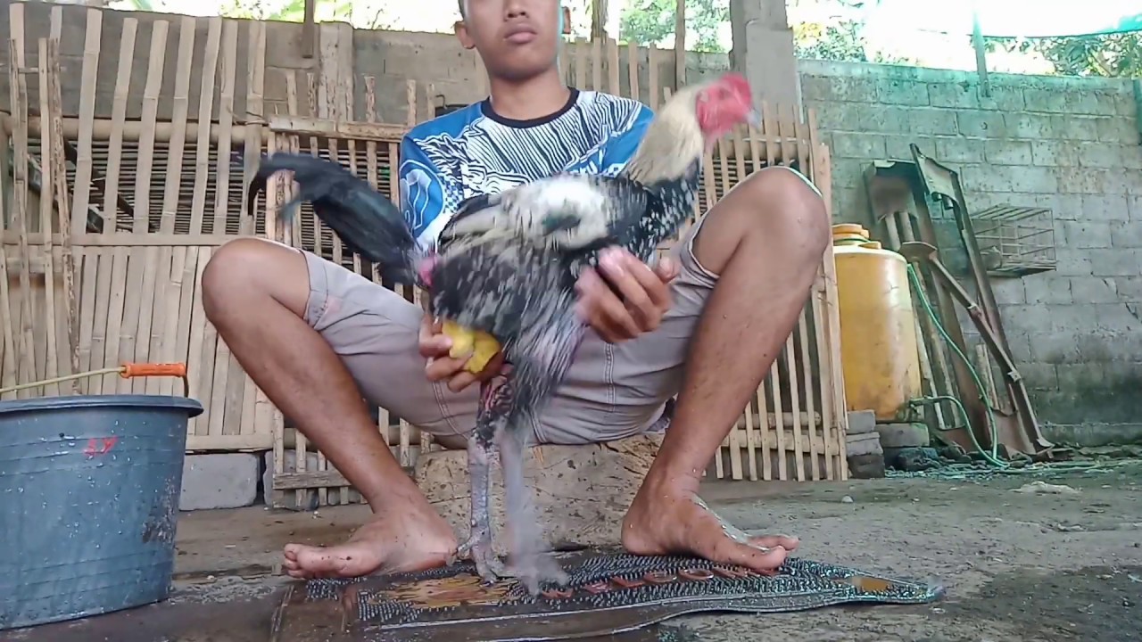 Cara mengairi ayam mangon/ birma 