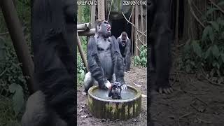 Gorilla Dad Giving Baby A Bath