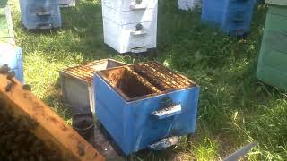 Как пчеловоду вывести свищевую матку высокого качества | Секреты пчеловодства