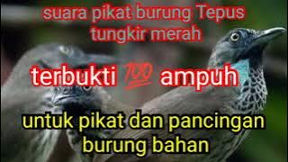 suara pikat burung Tepus tungkir merah