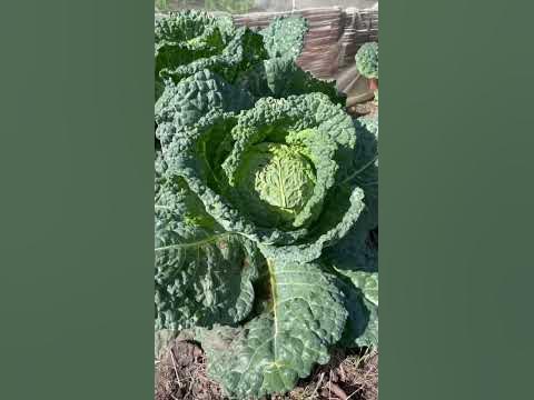 31+ Gemüsegarten Im September, Der herbst schickt seine ersten