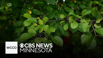 Student researchers in Minnesota aim to find a solution to eliminate buckthorn