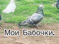 Мои Бабочки