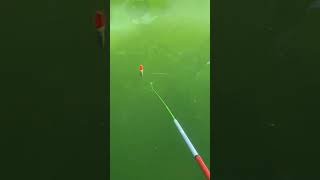 Rupcada fish catching / 10 mahorom er dowa #waz #islamicvideo #fish #fishingvideo #shortvideo