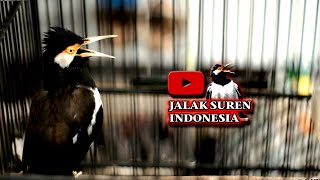 MENGGACORKAN JALAK SUREN TANPA RIBET MENGGUNAKAN PANCINGAN JALAK GACOR INI