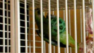 blue fronted amazon mating with toy