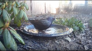 Bird Bath, February 7, 2024 (2/2) by Alex P 746 views 2 months ago 3 minutes, 10 seconds