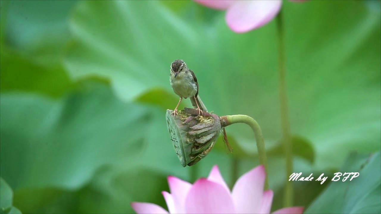 褐頭鷦鶯 / Plain Prinia 