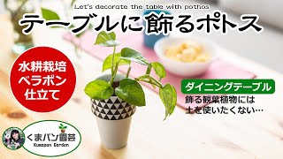 ポトスを水耕やベラボンでキレイに飾りたい くまパン園芸 Youtube