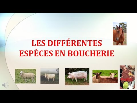 Vidéo: Les Régions Génomiques Associées à La Musculature Des Bovins De Boucherie Diffèrent Dans Cinq Races Bovines Contrastées