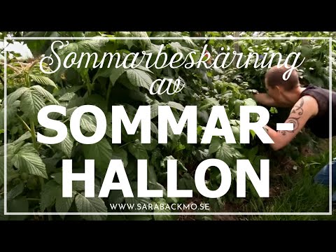 Video: Att Odla Ett Hallonträd (22 Bilder): Plantering På Hösten, Vård Och Reproduktion. Beskär Trädhallon För Vintern Utomhus