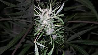 Non firing guava zkittlez plants 💥💢💥💢💥