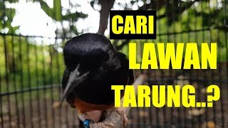 Cari LAWAN TARUNG? Coba Gandenga dengan Murai ini AGAR GACOR EMOSI dan NEMBAK