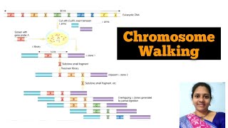 Chromosome walking# physical mapping of genome# primer walking# genes & genus