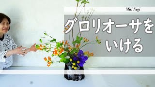 【生け花】_グロリオーサで賑やかなお花に_いけこみ動画_Sogetsu Ikebana