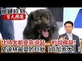 比特犬都要靠邊站… 秒殺藏獒！史達林最愛的巨獸「高加索犬」！？【@關鍵時刻百大精選】- 劉寶傑 馬西屏