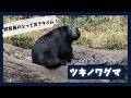 【よこはま動物園ズーラシア】ツキノワグマのメリー🐻飼育員のとっておきタイム！